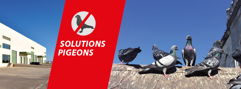 solutions pigeons