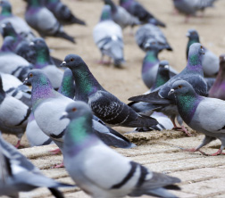 pigeons