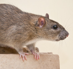 rat