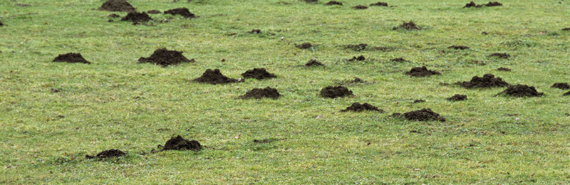 trous et mottes de taupes