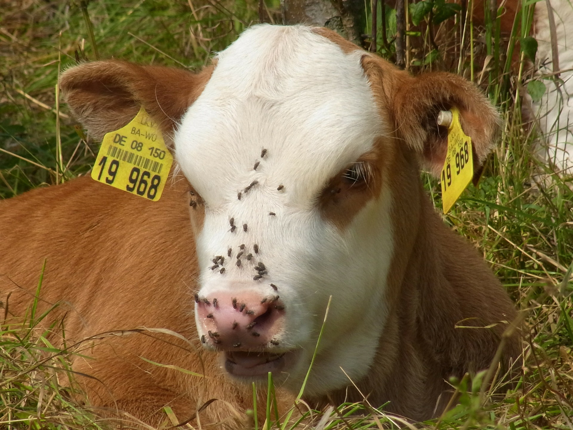 veau envahi de mouches