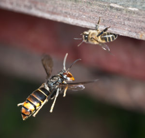 le frelon asiatique, néfaste pour les abeilles