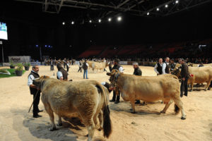 Sommet de l'élevage - ring vache